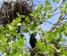 HAVRAN POLNÍ 2 (Corvus frugilegus)