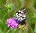 OKÁČ BOJÍNKOVÝ 1 (Melanargia galathea)