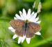 OHNIVÁČEK ČERNOSKVRNNÝ 1 (Lycaena tityrus)