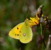 ŽLUŤÁSEK ČIČOREČKOVÝ 1 (Colias hyale)