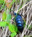 MAJKA FIALOVÁ 1 (Meloe violaceus)