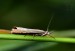 TRAVAŘÍK TRAVNÍ 1 (Agriphila tristella),