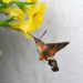 DLOUHOZOBKA SVÍZELOVÁ 2 (Macroglossum stellatarum)