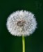 PAMPELIŠKA LÉKAŘSKÁ 1  (Taraxacum)