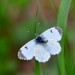 BĚLÁSEK ŘEŘICHOVÝ 4 (Anthocharis cardamines)