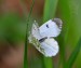 BĚLÁSEK ŘEŘICHOVÝ 3 (Anthocharis cardamines)