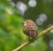 LEJSEK ŠEDÝ 2 (Muscicapa striata)