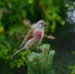 KONOPKA OBECNÁ 5  (Carduelis cannabina)