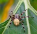 KŘIŽÁK ČTYŘSKVRNNÝ 2(Araneus quadratus)