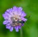 VŘETENUŠKA PĚTITEČNÁ 1 (Zygaena lonicerae)