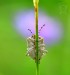 KNĚŽICE CHLUPATÁ 1 (Dolycoris baccarum)