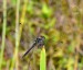 VÁŽKA TMAVÁ 1 (Sympetrum danae)