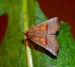 LALOKOKŘÍDLEC VRBOVÝ 1 (Scoliopteryx libatrix)