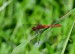 VÁŽKA RUDÁ 3  (Sympetrum sanguineum)