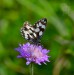 OKÁČ BOJÍNKOVÝ 2 (Melanargia galathea)