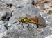 VÁŽKA ČERNOŘITNÁ 2 (Orthetrum cancellatum)