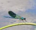 MOTÝLICE LESKLÁ 1 (Calopteryx splendens)