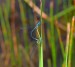 ŠIDÉLKO PÁSKOVANÉ 2 (Coenagrion puella)