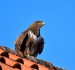 KÁNĚ LESNÍ 1 (Buteo buteo)