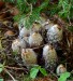 HNOJNÍK OBECNÝ 2 (Coprinus comatus)