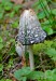 HNOJNÍK OBECNÝ 1 (Coprinus comatus)