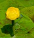 STULÍK ŽLUTÝ 1 (Nuphar lutea)