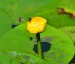 STULÍK ŽLUTÝ 2 (Nuphar lutea)