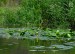 STULÍK ŽLUTÝ 3 (Nuphar lutea)