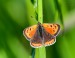 OHNIVÁČEK ČERNOKŘÍDLÝ 1 (Lycaena phlaeas)