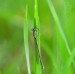 ŠIDÉLKO PÁSKOVANÉ 3 (Coenagrion puella)