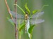 VÁŽKA ČERNOŘITNÁ 3 (Orthetrum cancellatum)