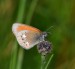 OKÁČ TŘESLICOVÝ 1 (Coenonympha glycerion)