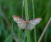 ŽLUTOKŘÍDLEC ČERVENOČÁRNÝ 1 (Idaea humiliata)