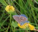 MODRÁSEK JETELOVÝ 4 (Polyommatus bellargus)