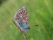 MODRÁSEK JETELOVÝ 5 (Polyommatus bellargus)