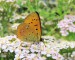 OHNIVÁČEK CELÍKOVÝ 2 (Lycaena virgaureae) 