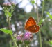 OHNIVÁČEK CELÍKOVÝ 4 (Lycaena virgaureae) samice