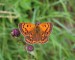 OHNIVÁČEK CELÍKOVÝ 3 (Lycaena virgaureae) samice