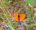 OHNIVÁČEK CELÍKOVÝ 1 (Lycaena virgaureae) 