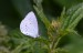 MODRÁSEK KRUŠINOVÝ 3 (Celastrina argiolus)