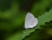 MODRÁSEK KRUŠINOVÝ 1 (Celastrina argiolus) 