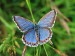 MODRÁSEK JETELOVÝ 1 (Polyommatus bellargus), samice